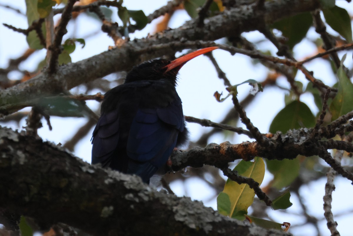 Слотняк пурпуровий - ML644356914