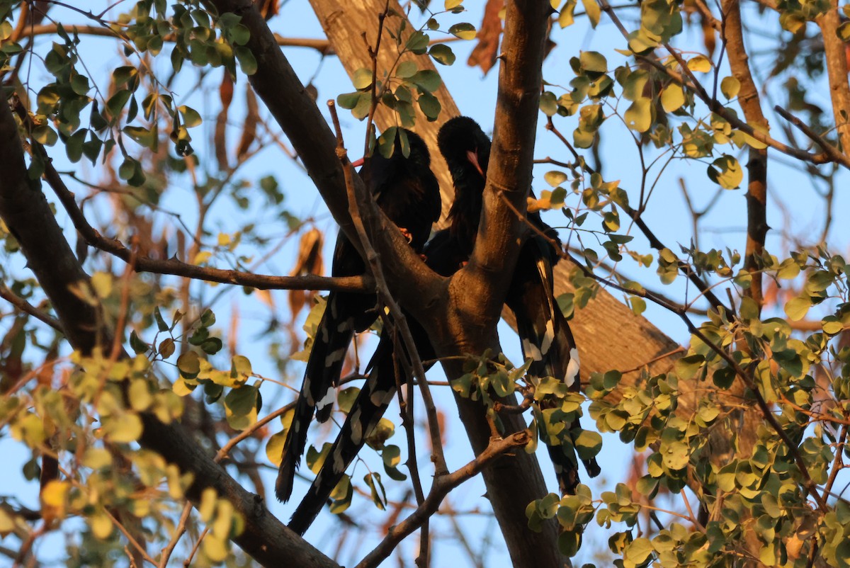 Слотняк пурпуровий - ML644356915