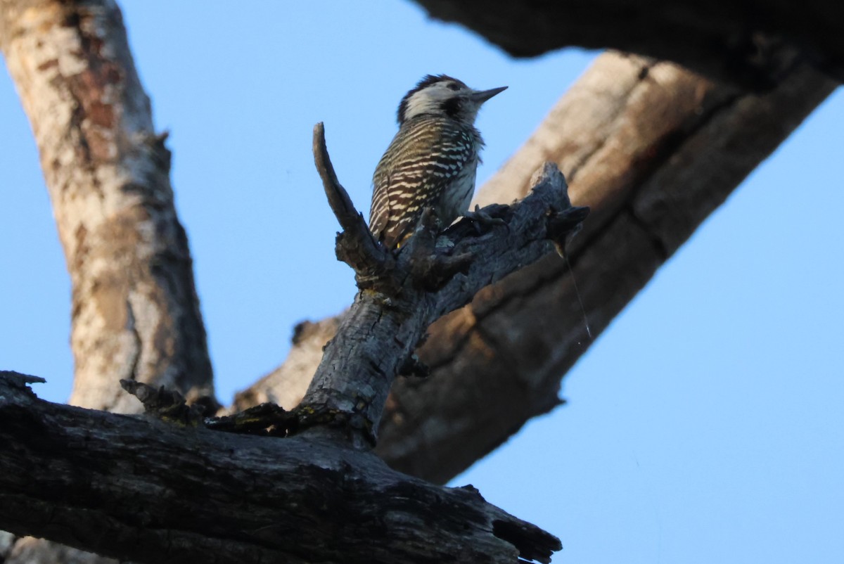 Cardinal Woodpecker - ML644356918