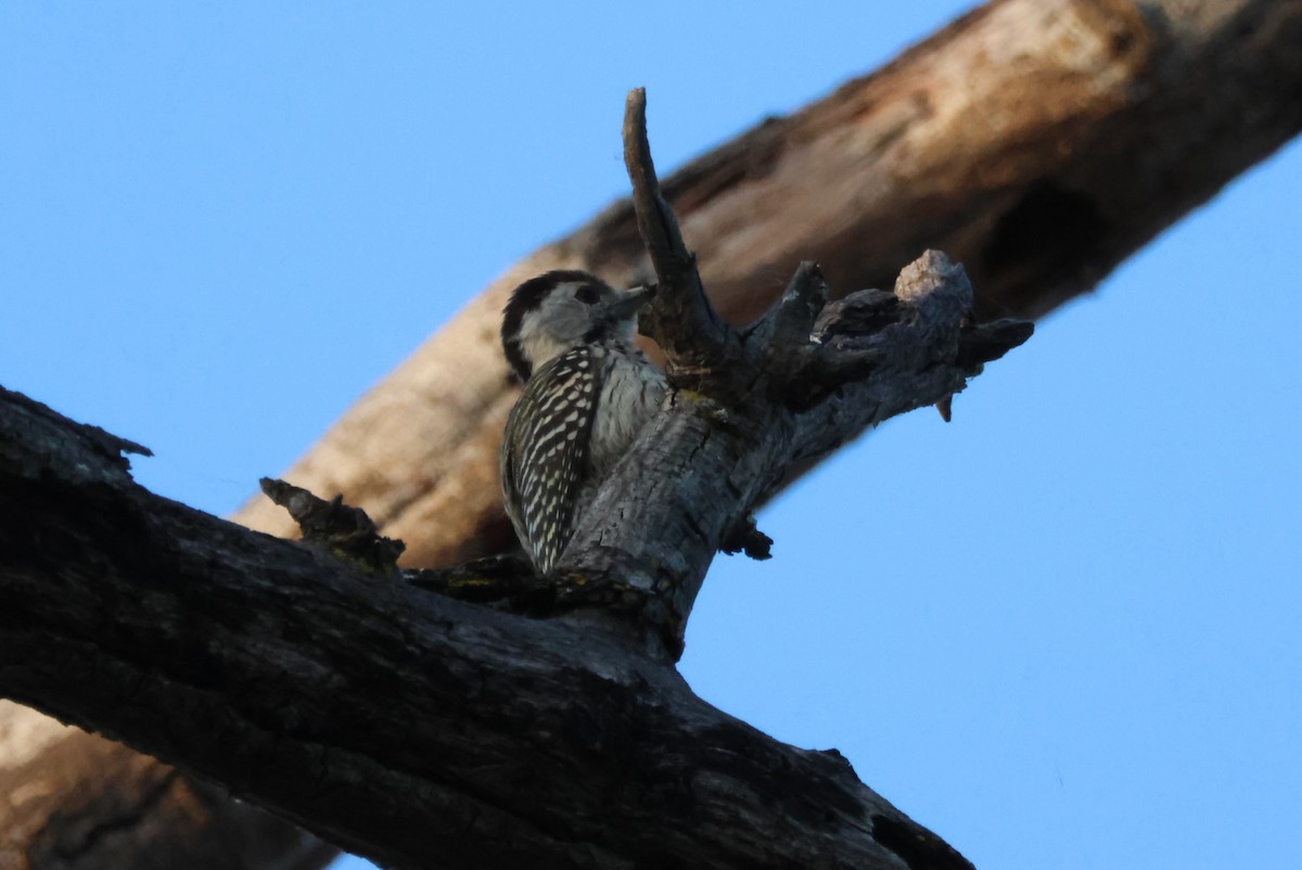 Cardinal Woodpecker - ML644356919
