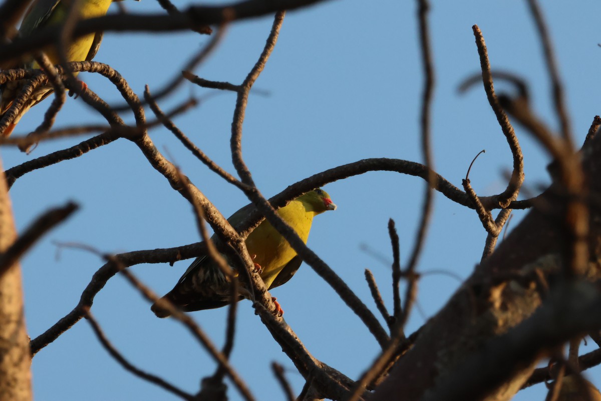 African Green-Pigeon - ML644356929