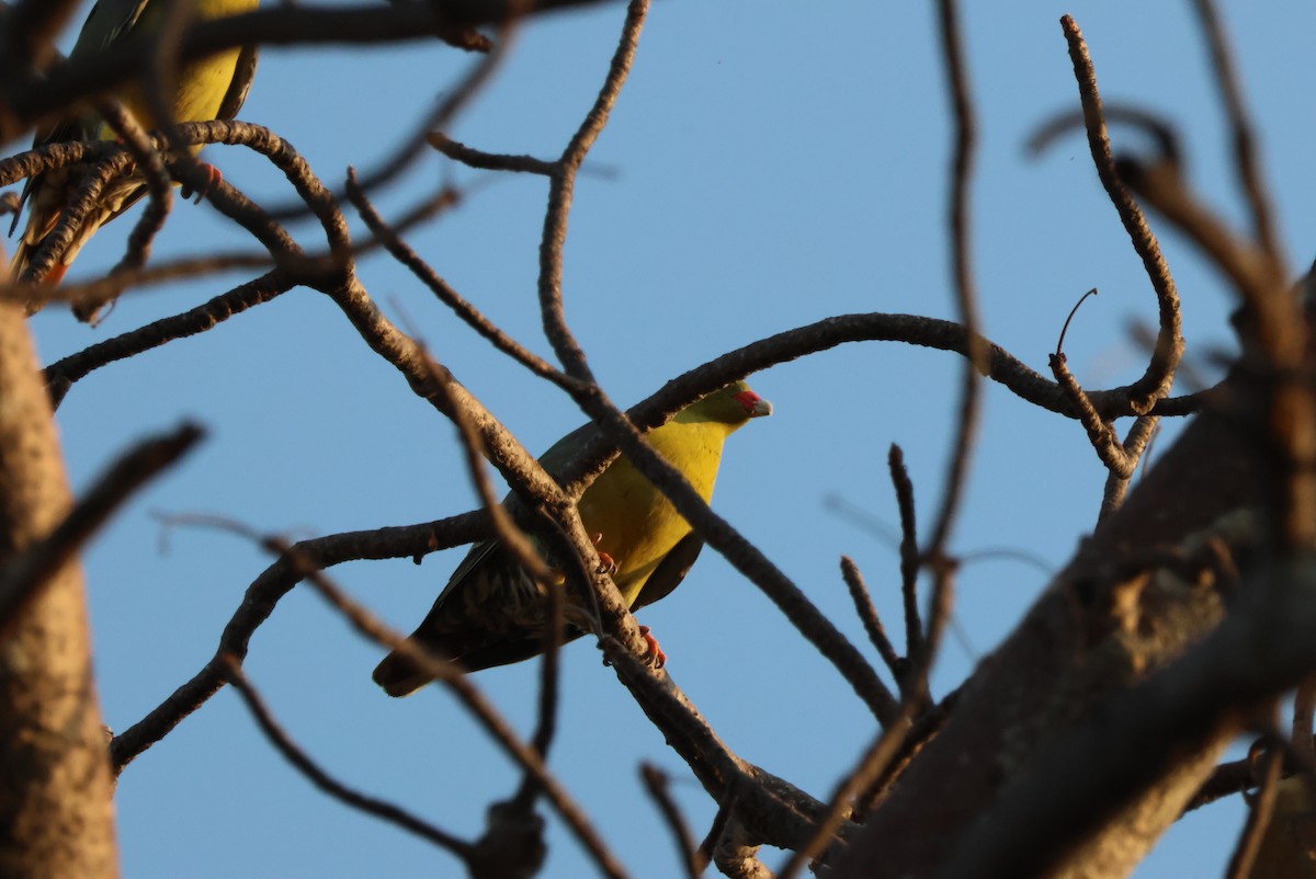 African Green-Pigeon - ML644356930