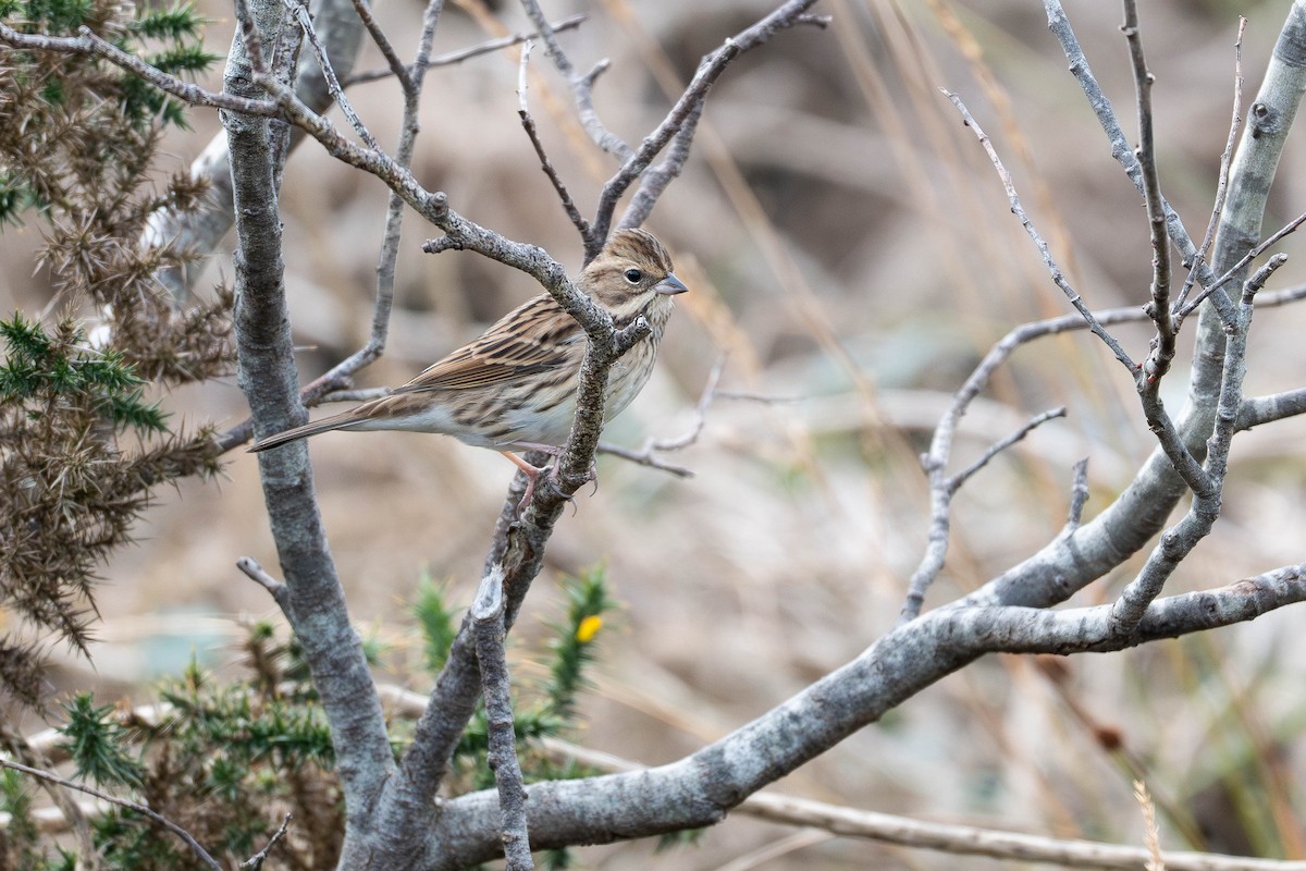 Black-faced Bunting - Sven Normant