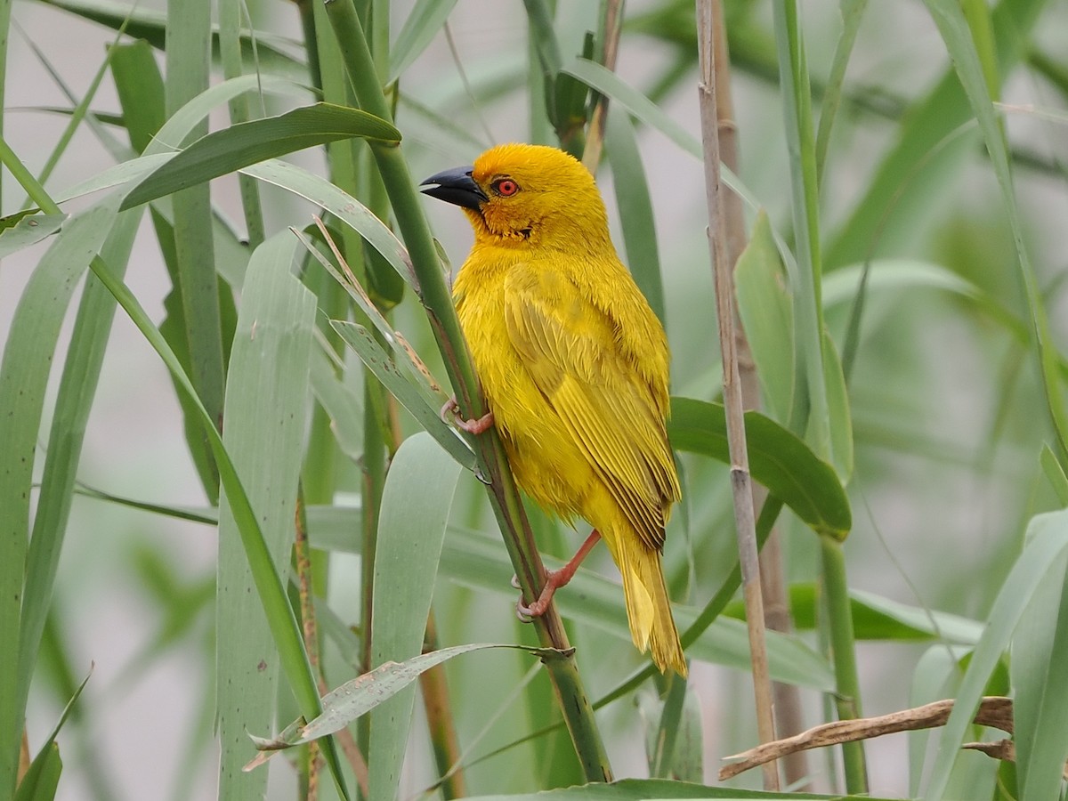 African Golden-Weaver - ML644356936
