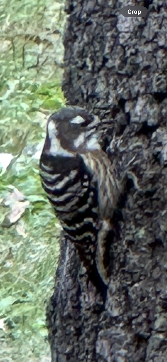 Japanese Pygmy Woodpecker - ML644356946