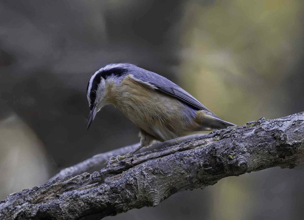 Red-breasted Nuthatch - ML644356947