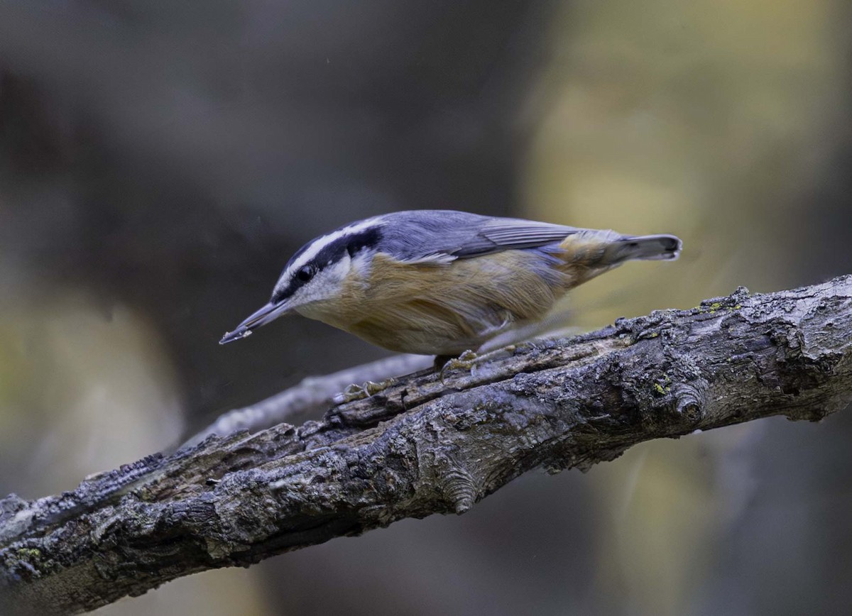 Red-breasted Nuthatch - ML644356948