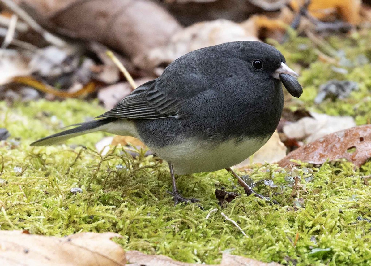 Dark-eyed Junco - ML644356949
