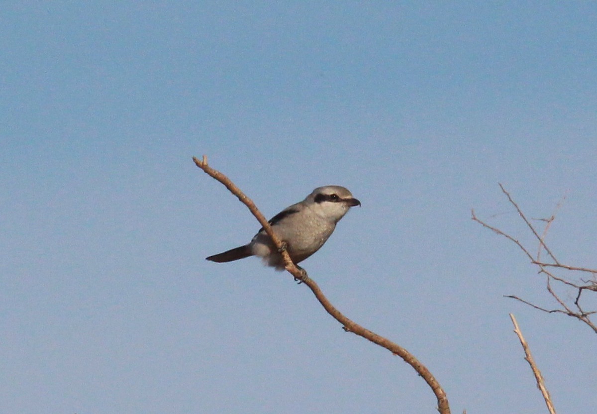 Taigaraubwürger - ML644356956