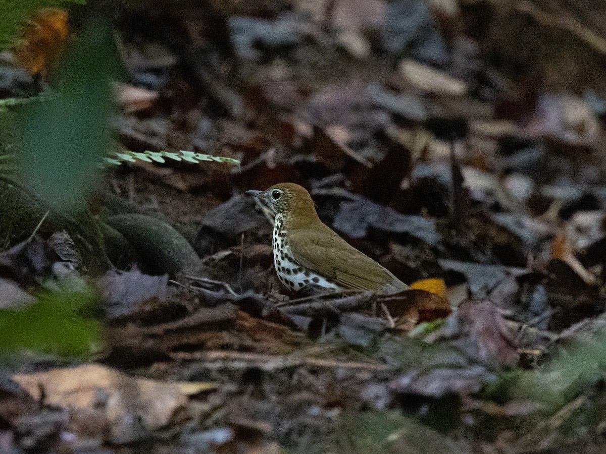 Дрізд лісовий - ML644356980