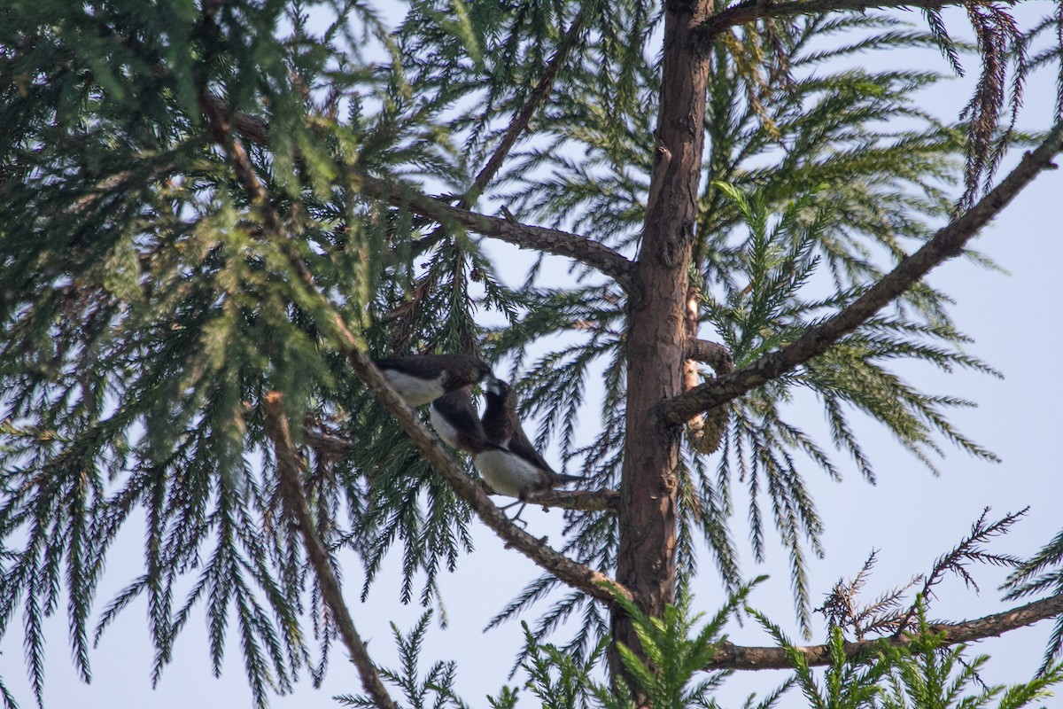 White-rumped Munia - ML644356983