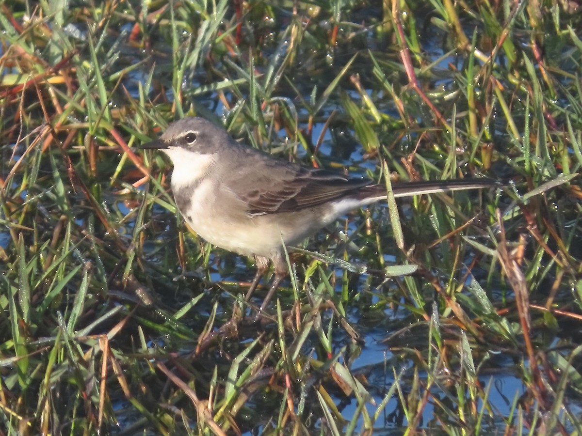 konipas jihoafrický - ML644356996