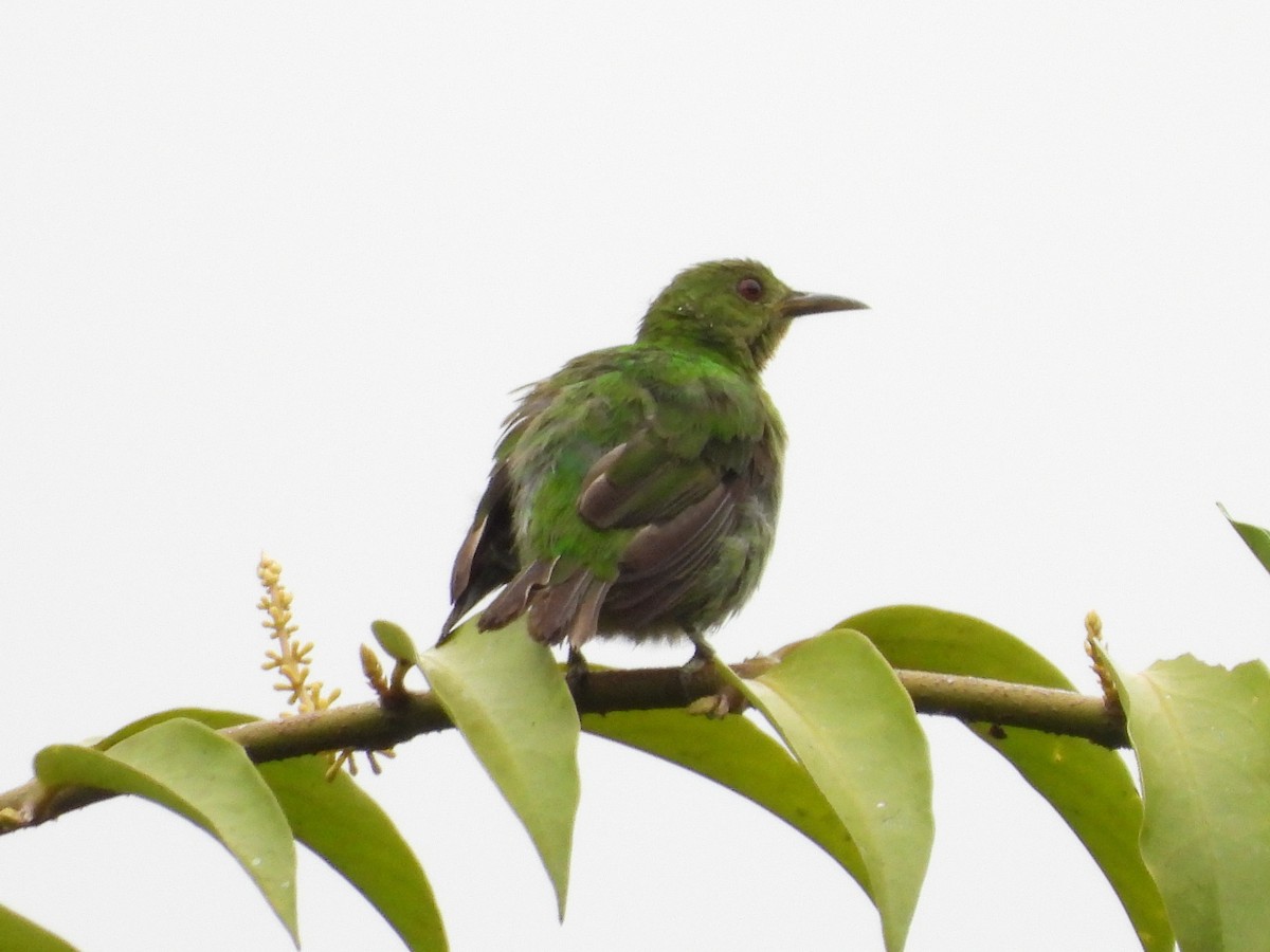 Kappennaschvogel - ML644356999