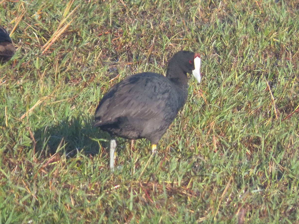 Red-knobbed Coot - ML644357000