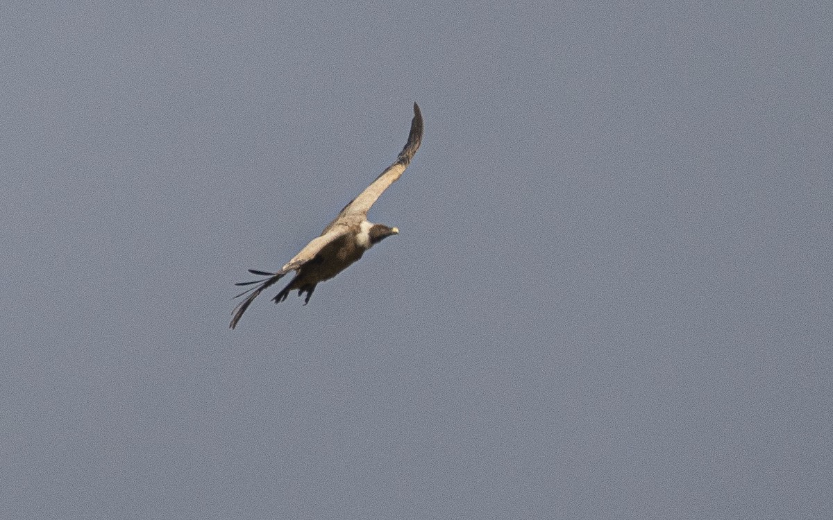 Eurasian Griffon - Daniel Cañadas Navarro