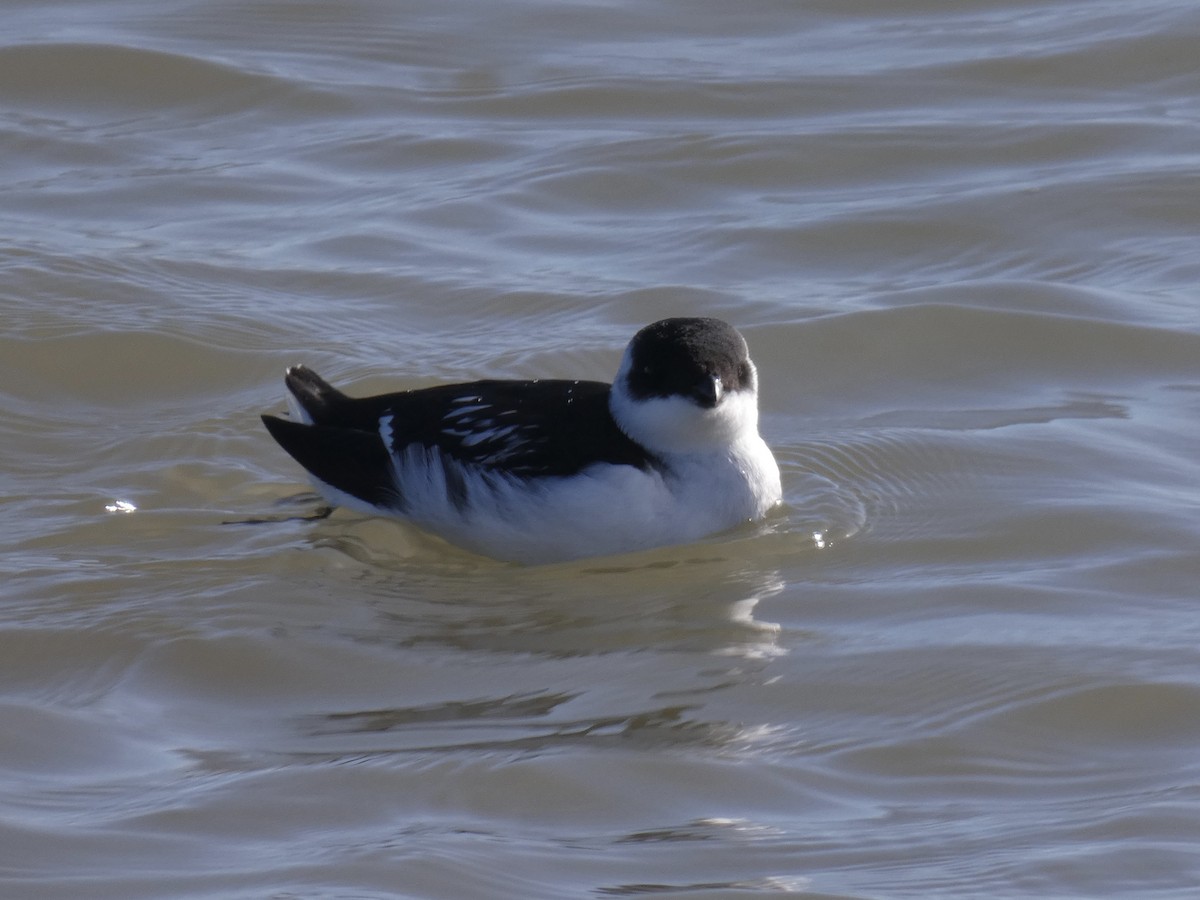 Люрик - ML644357003