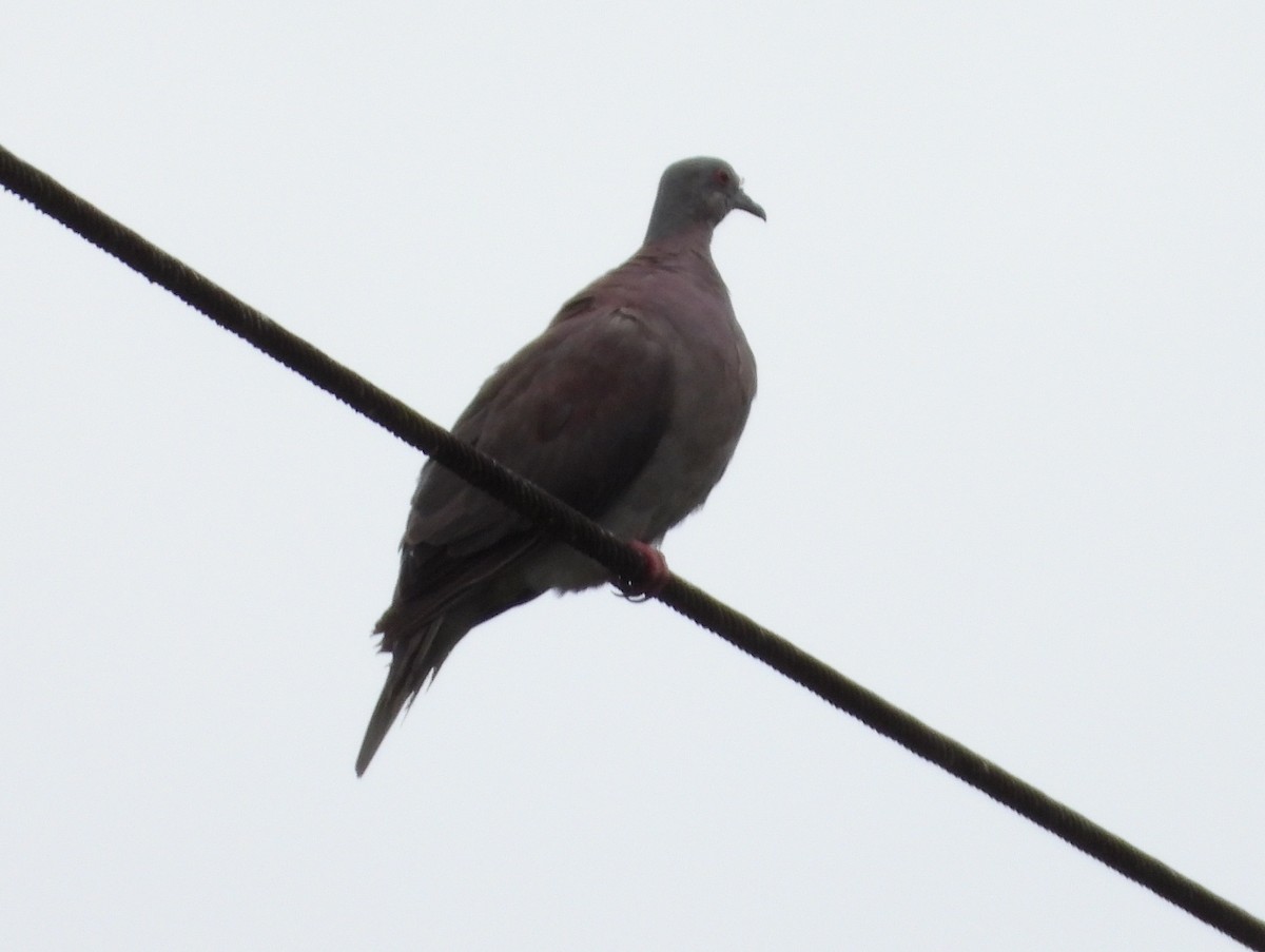 Pale-vented Pigeon - ML644357008