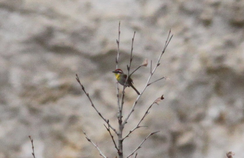 アカボウシアメリカムシクイ - ML644357009