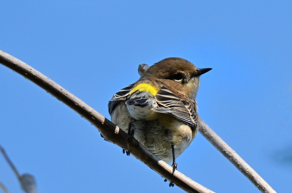 Taçlı Ötleğen - ML644357020