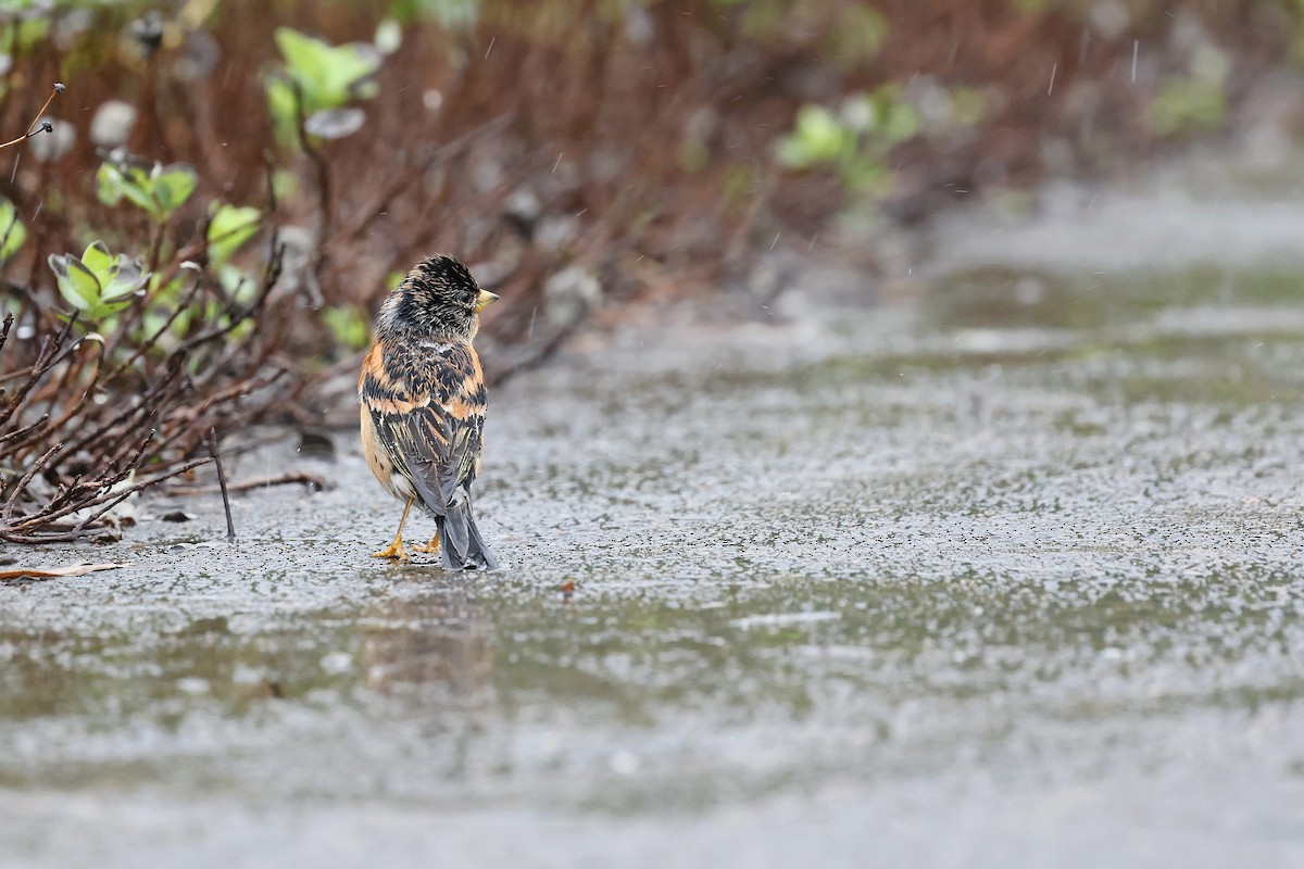 Вьюрок - ML644357023