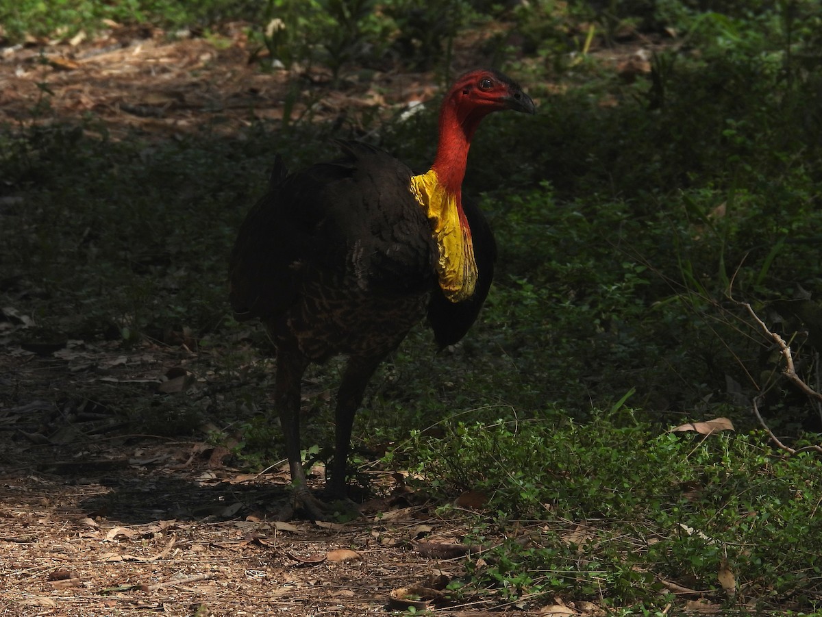 Australian Brushturkey - ML644357024