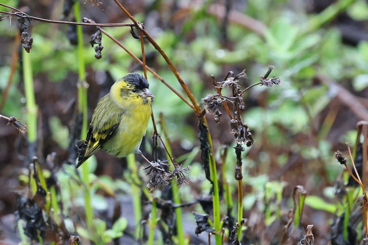 Чиж - ML644357025