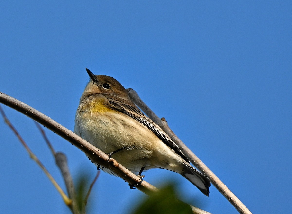 Taçlı Ötleğen - ML644357028