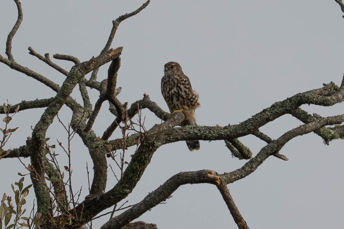 Merlin - ML644357031