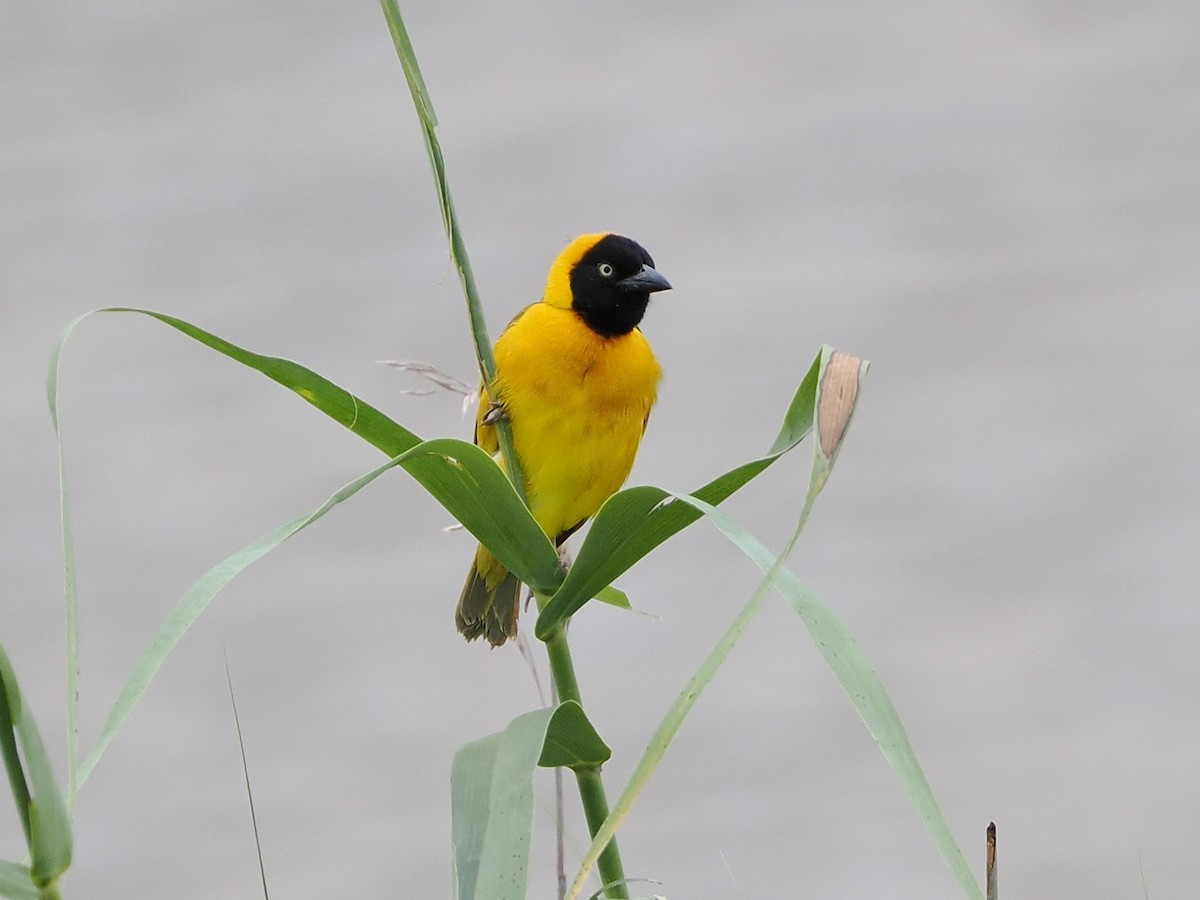 Lesser Masked-Weaver - ML644357037