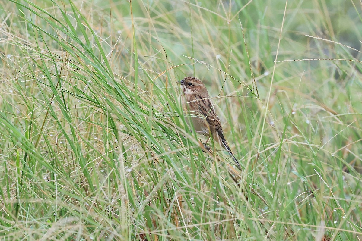 Bruant de Pallas - ML644357044