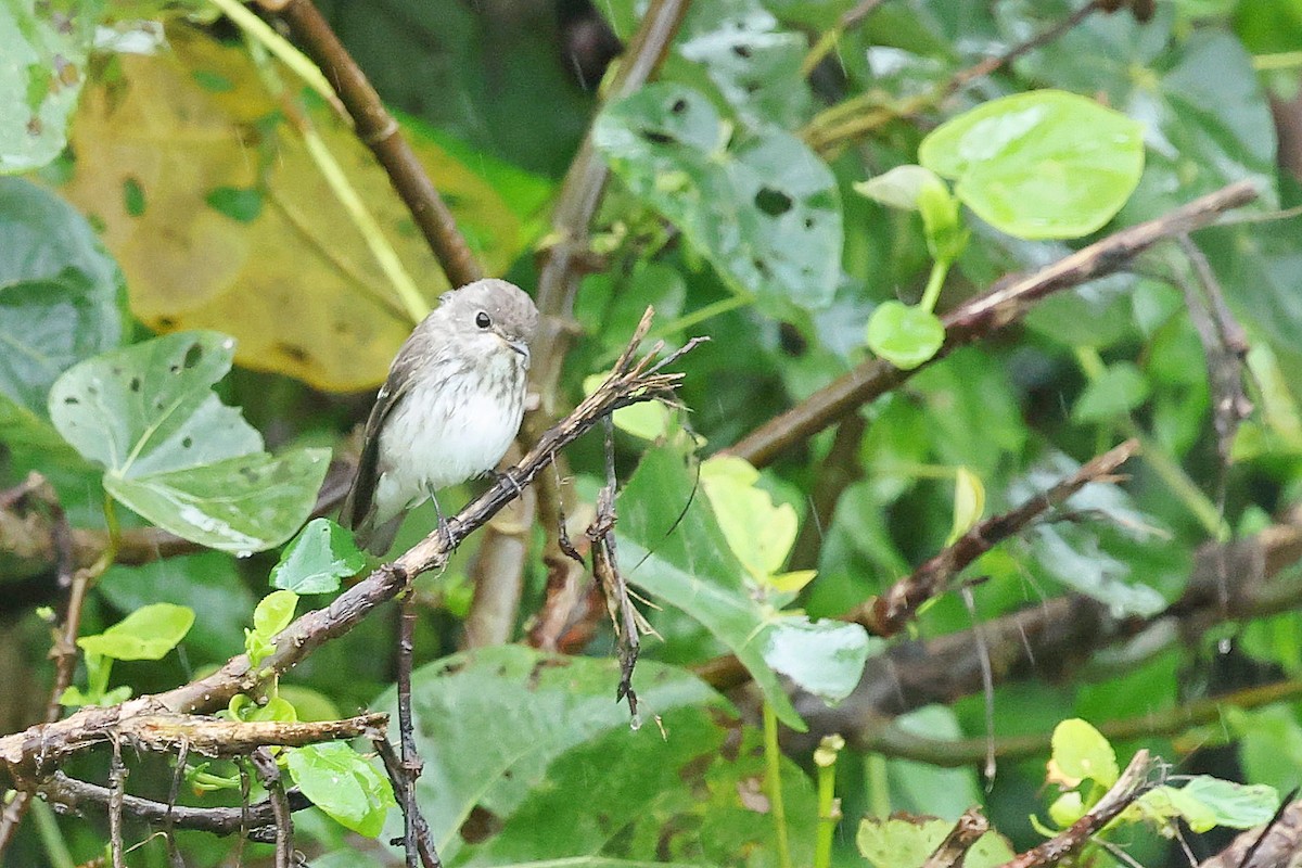 Пестрогрудая мухоловка - ML644357047