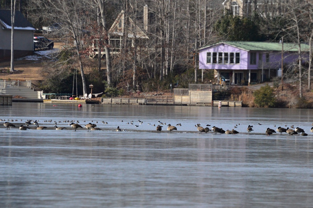 Bufflehead - ML644357048