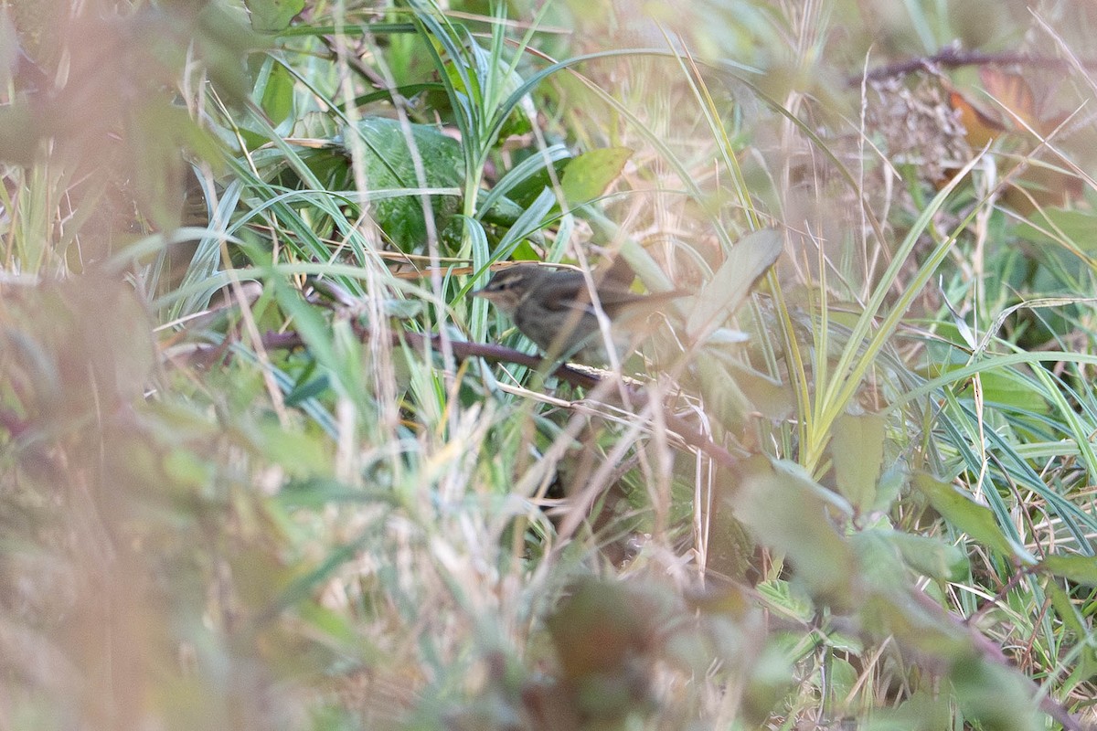 Dusky Warbler - ML644357049