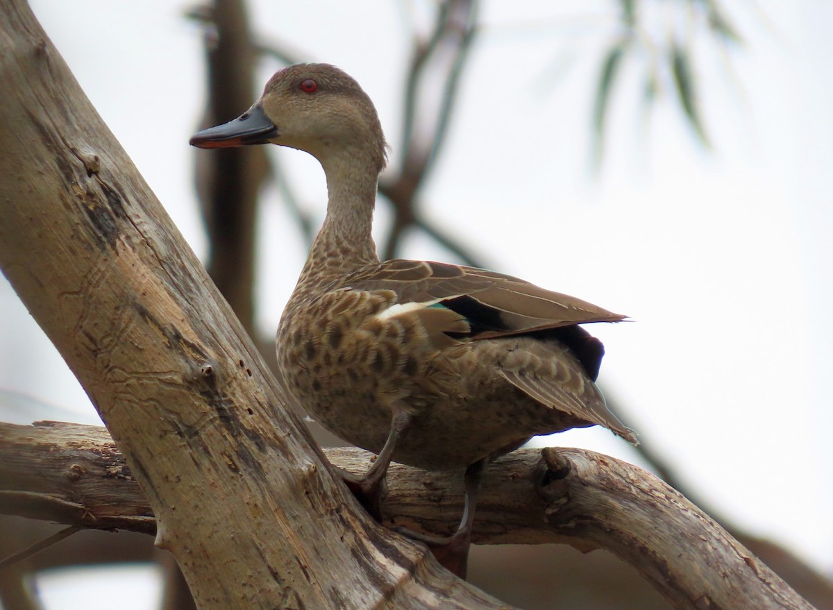 Chestnut Teal - ML644357050