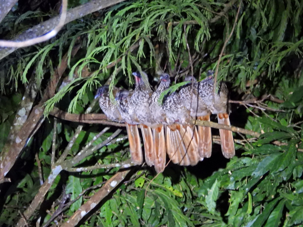 Speckled Chachalaca - ML644357054