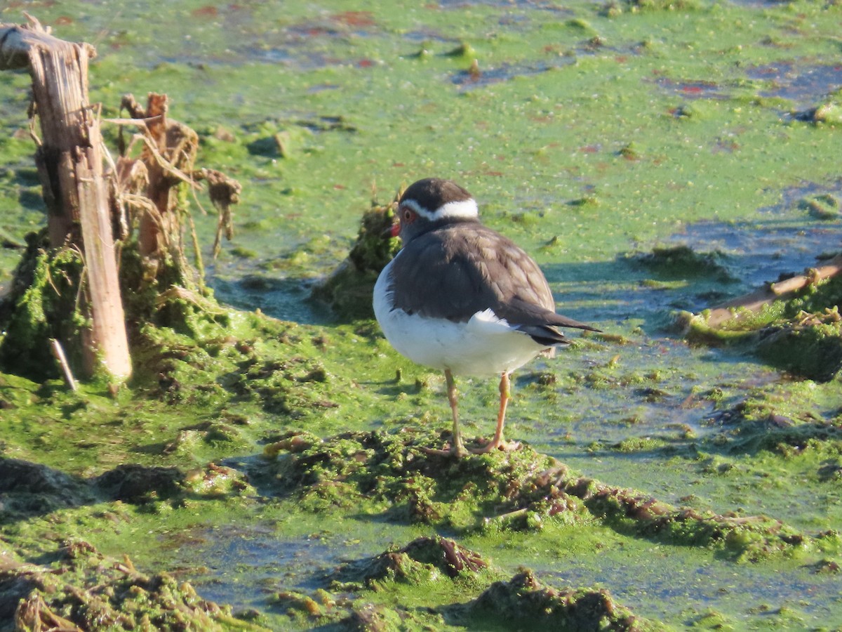 Chorlitejo Tricollar - ML644357070