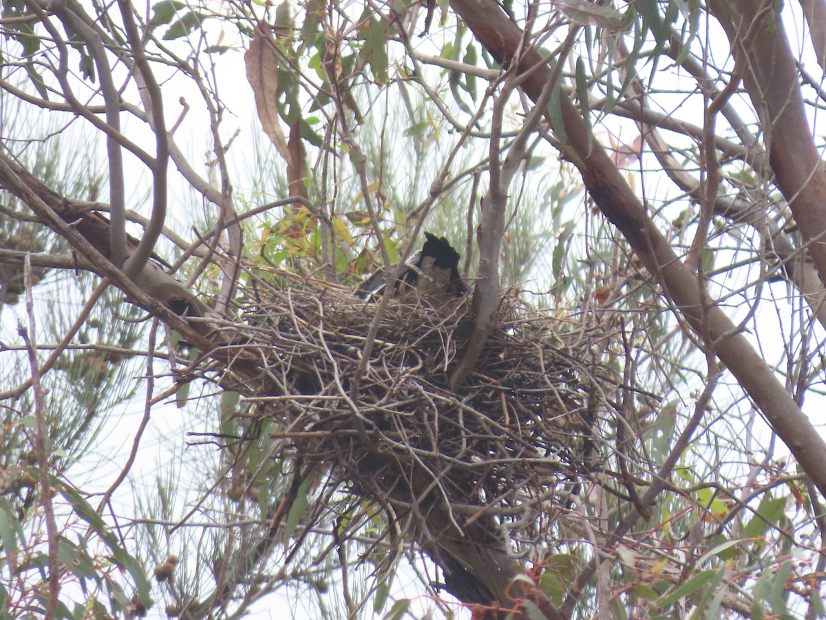 Cassican flûteur (dorsalis) - ML644357072