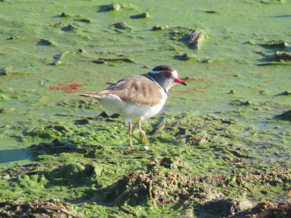 Chorlitejo Tricollar - ML644357073