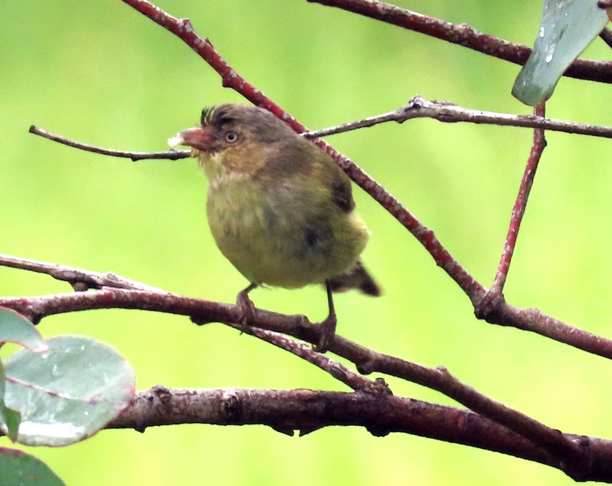 Короткоклювка - ML644357082