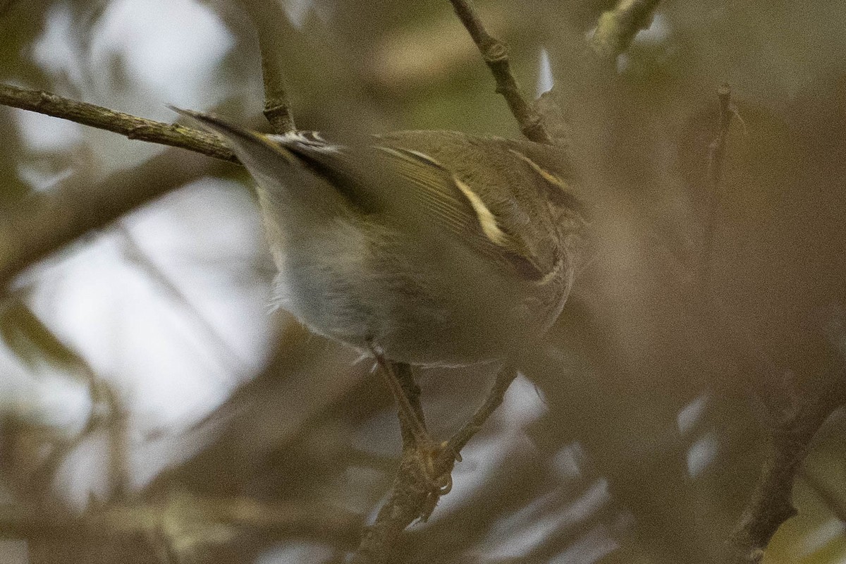 Хүмей дууч шувуу - ML644357084