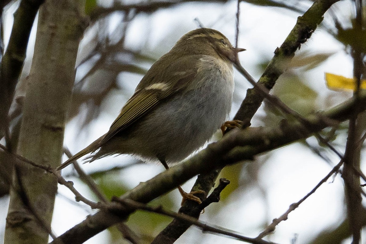 Хүмей дууч шувуу - ML644357085