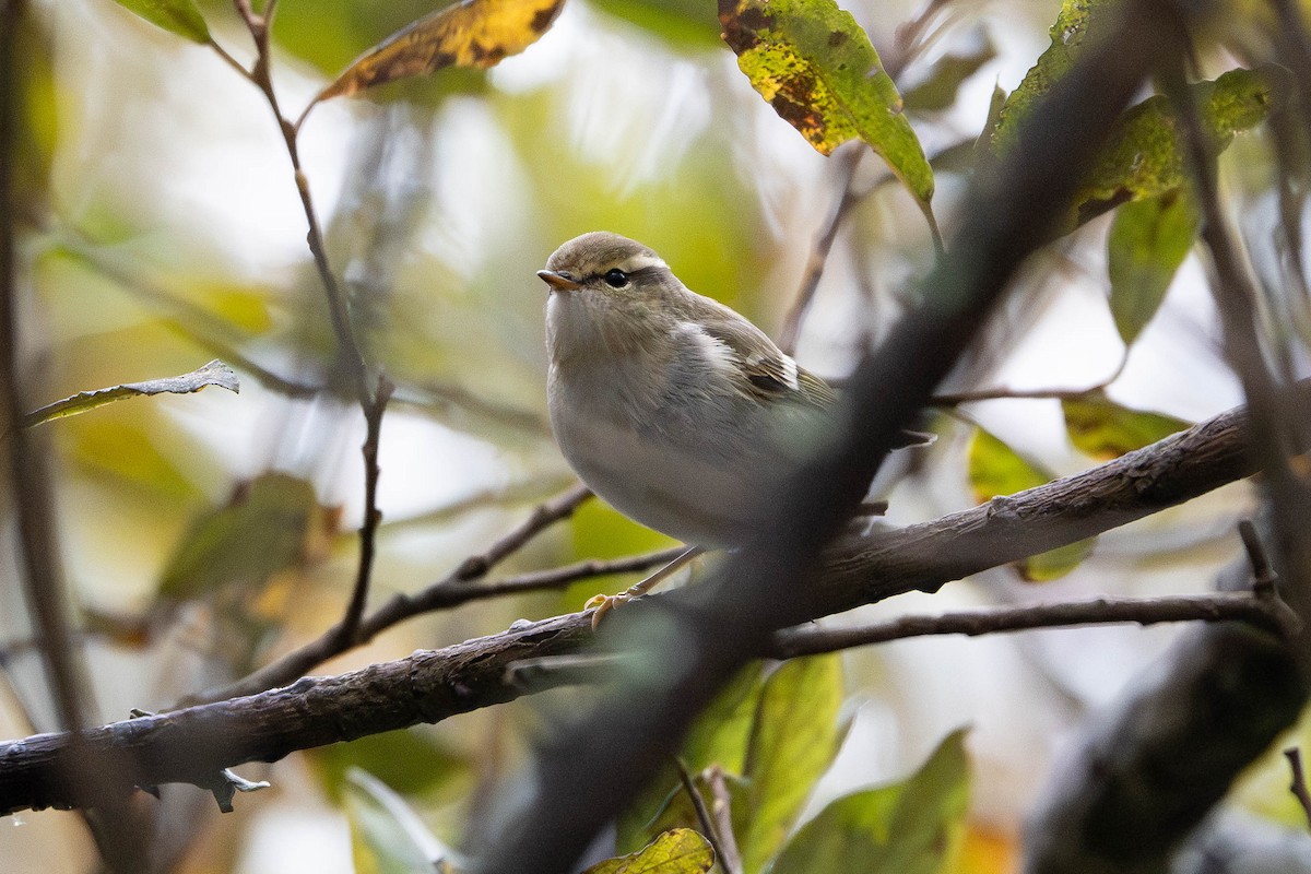 Хүмей дууч шувуу - ML644357086