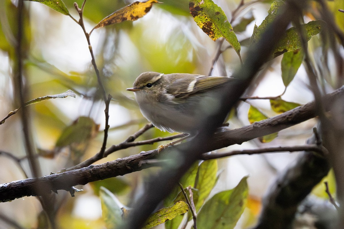 Хүмей дууч шувуу - ML644357087