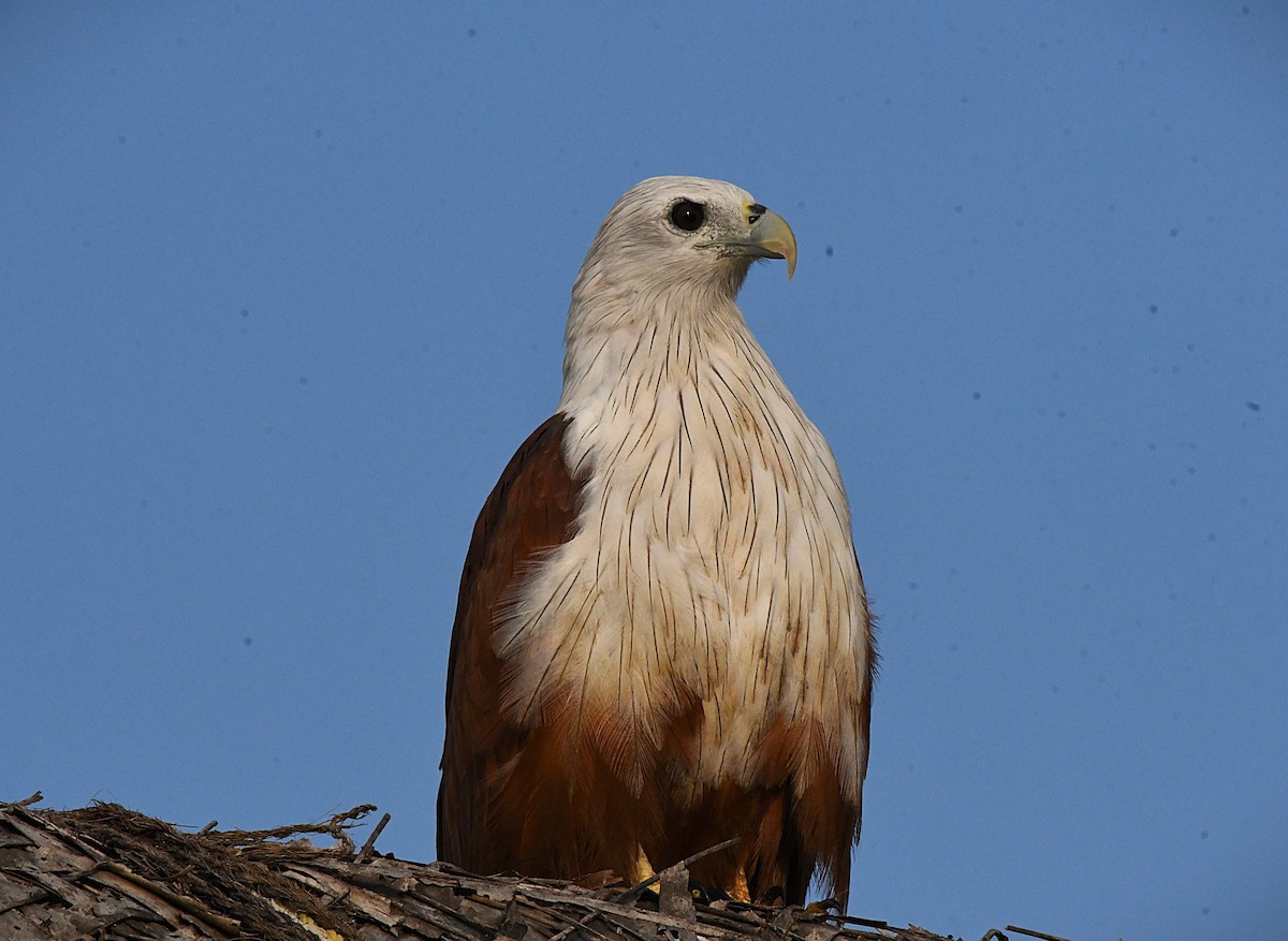 Brahminy Kite - ML644357090