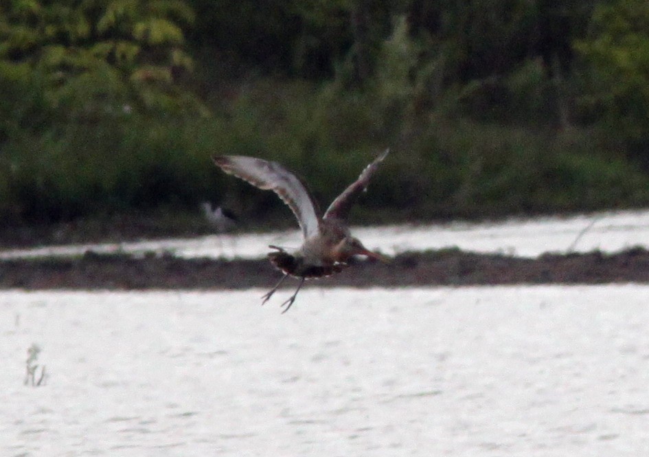 Морин цууцал - ML644357092