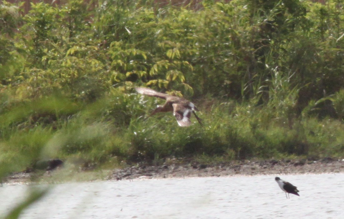 Морин цууцал - ML644357093