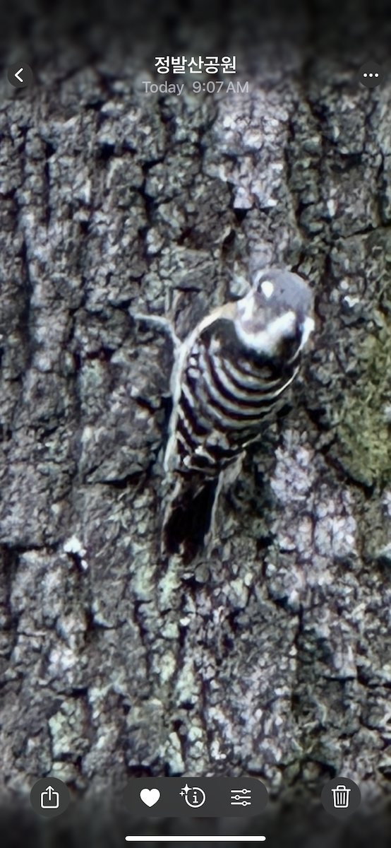 Japanese Pygmy Woodpecker - ML644357094