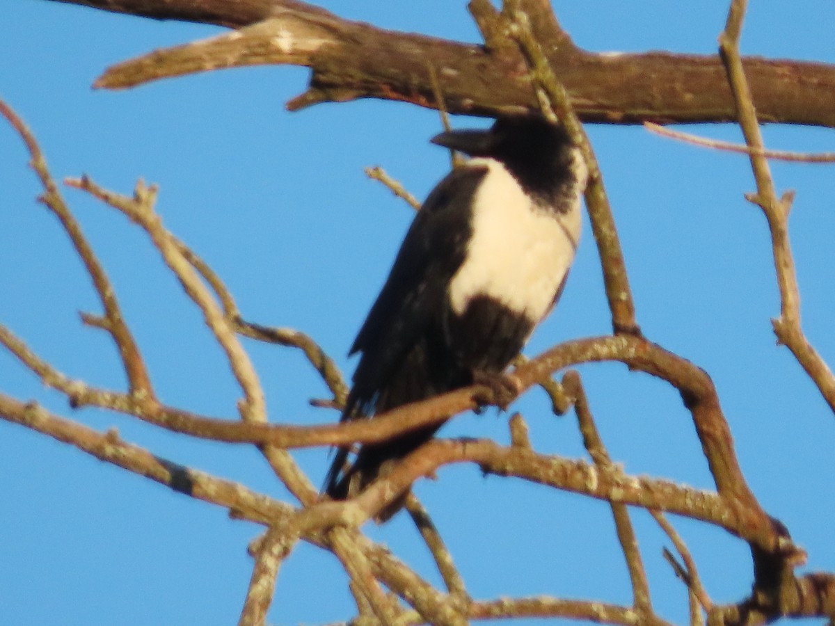 vrána černobílá - ML644357108