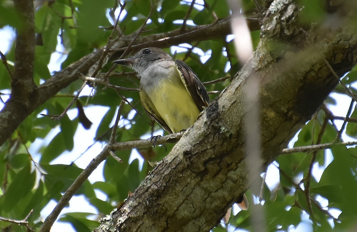 Great Crested Flycatcher - JoAnna Clayton