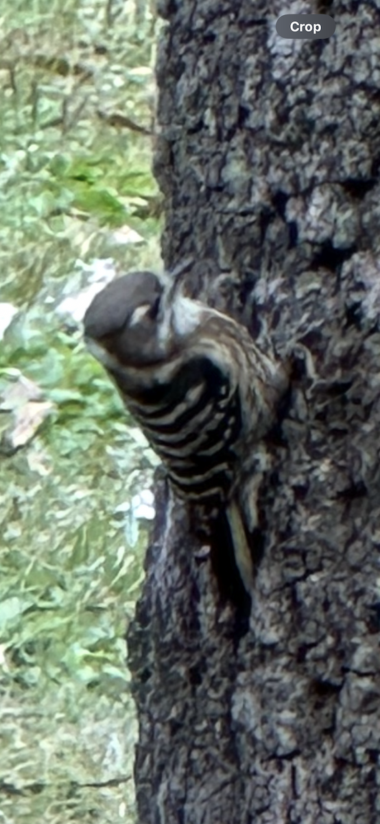Japanese Pygmy Woodpecker - ML644357110